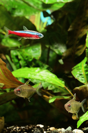 Aquarium red fish neon and lemon citrus fish.の写真素材