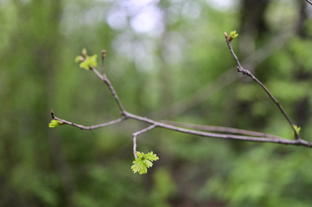 Lush green leaves of oak on a branch in nature.の写真素材