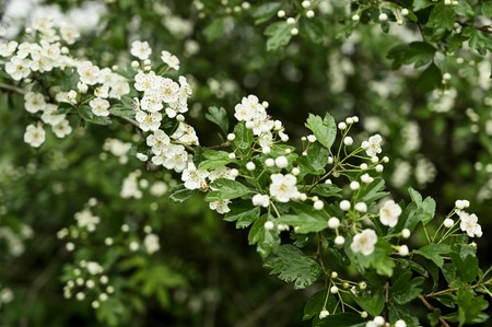 White hawthorn flowers with pink pistils.の写真素材