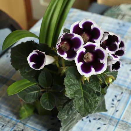 Purple flowers with white hydrangea trim.の写真素材