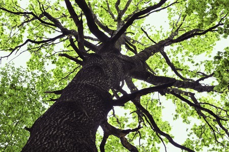 View of trunk and crown of oak tree.の写真素材