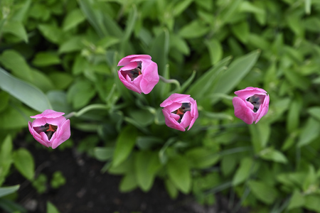 Pink tulip flowers seen from above. |の写真素材