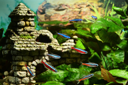 Red neon fish in background.