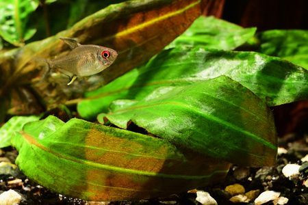 Lemon tetra fish in aquarium.の写真素材