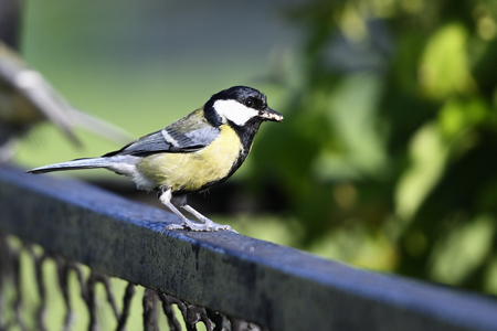 Great tit with food in its beak.の写真素材
