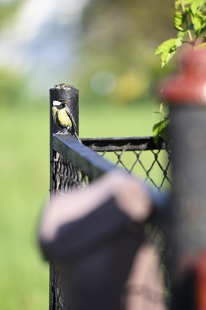 Great tit sitting on a fence made of plastic letter box.の写真素材