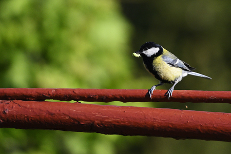 Great tit with food in its beak on top of fence gate.の写真素材
