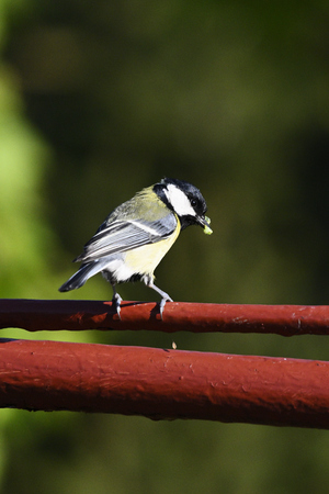 Great tit with food in its beak on top of fence gate.の写真素材