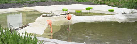 Adult Bird Flamingo in Artificially Created Pond.の写真素材