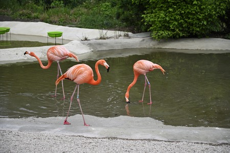 Adult Bird Flamingo in Artificially Created Pond.の写真素材