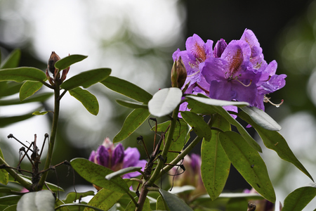 Purple flowers of Rhododendron and green leaves in nature.の写真素材