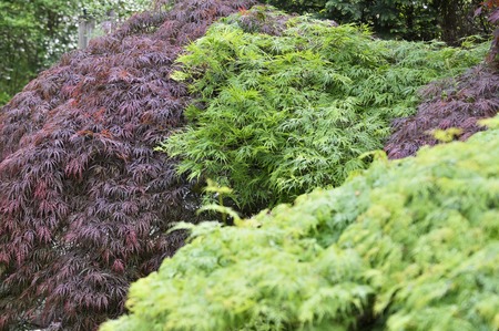 Green leaves of ornamental maple outdoors.