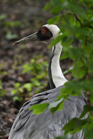Bugeranus carunculatus - Male crane in detail outdoors in nature.の写真素材