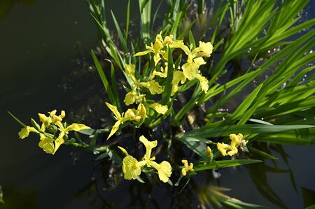 Yellow flowers of iris and green leaves.