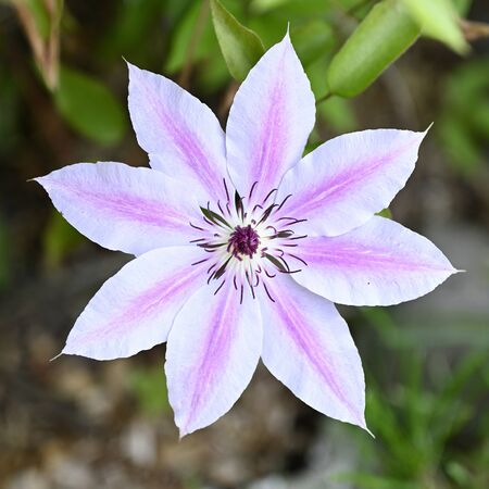 Pink flower clematis on plant.の写真素材
