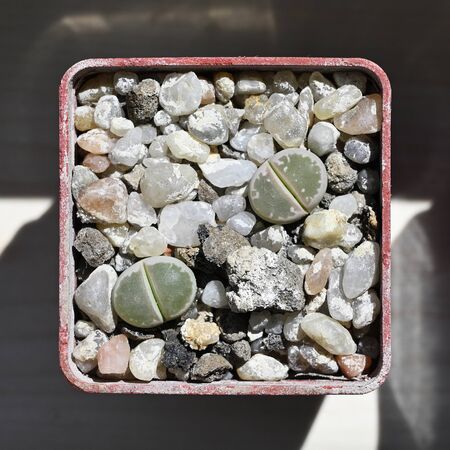 Cactus - a living stone growing among the stones in a pot.