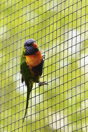 Colorful Parrot Holding Up Netting Outdoors.