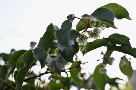 Kiwi flower among green leaves.の写真素材