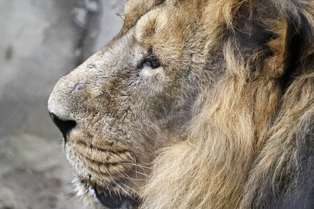 The head of an adult lion in detail in captivity.の写真素材