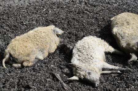 Domestic pig lying in the mud - detail on the head.の写真素材