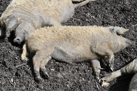 Domestic pig lying in the mud - detail on the head.の写真素材