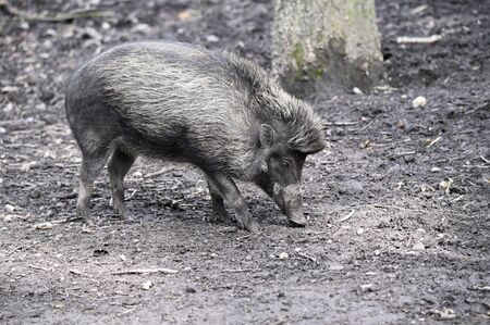 Adult pig on wet dirt.の写真素材