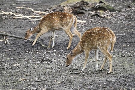 Axis - Chital In The Paddock Outside.