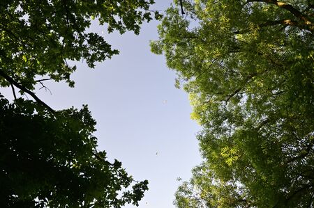 Seagulls flying in the sky and crown of trees around.の写真素材