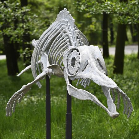 Skeleton of prehistoric fish outdoors.の写真素材