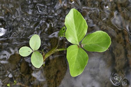 Green leaves growing from muddy water.