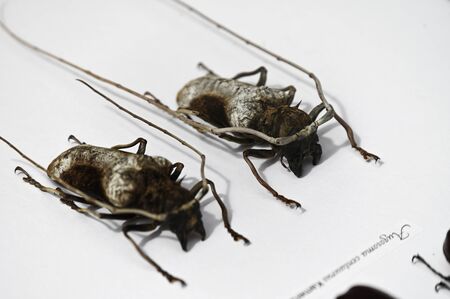 Beetle insect prepared by Latin labels on white paper.の写真素材