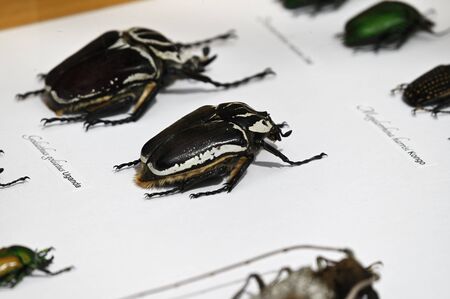 Beetle insect prepared by Latin labels on white paper.の写真素材