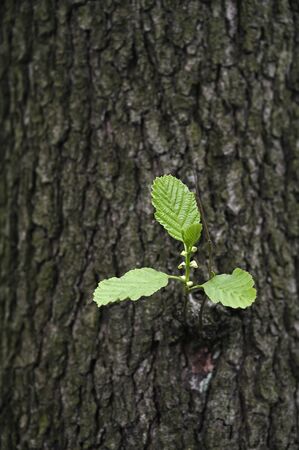 Fresh green alder leaves and part of bark.の写真素材
