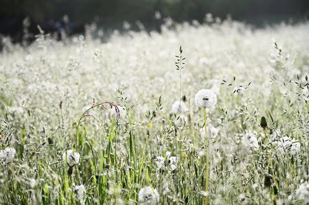 Dew drops in the meadow.の写真素材