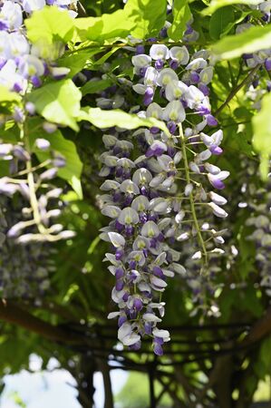 White-purple flowers of wisteria and green leaves.の写真素材