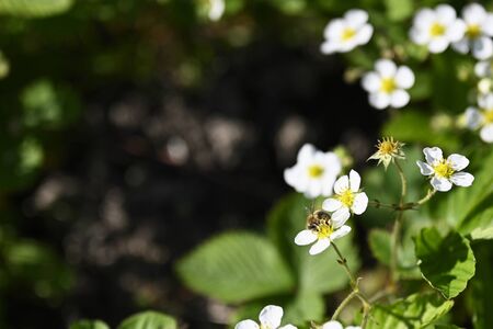 White flowers of strawberry outdoors.の写真素材