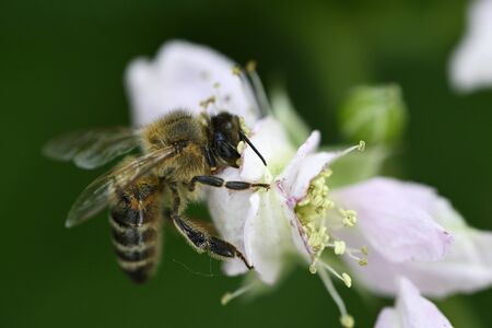 Bee on white blackberry flower.