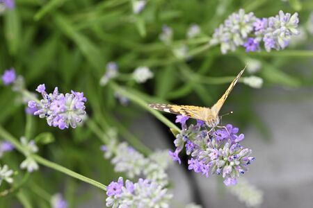 Vanessa cardui - Butterfly Tortoiseshell on lavender flower.
