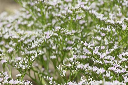 Tiny white flowers of immortelle outdoors in nature.