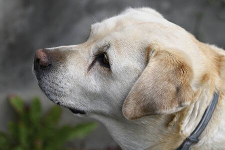 Close-up of an old dog's cream-colored retriever head.