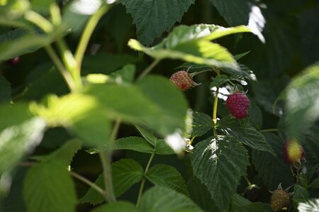 Red raspberry fruit with green leaves.の写真素材