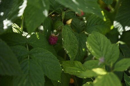 Red raspberry fruit with green leaves.