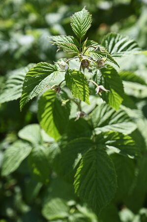 Flowers raspberries  green leaves.