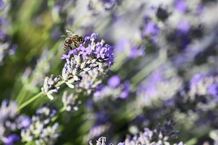 Bee Pollinating Lavender Flowers in Nature.の写真素材