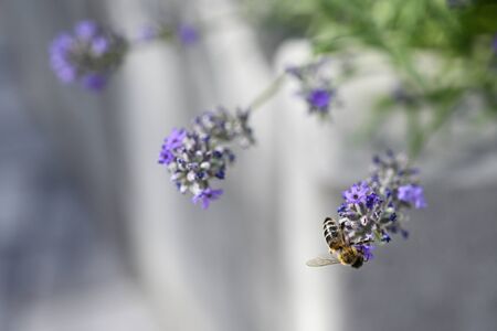 Bee Pollinating Lavender Flowers in Nature.