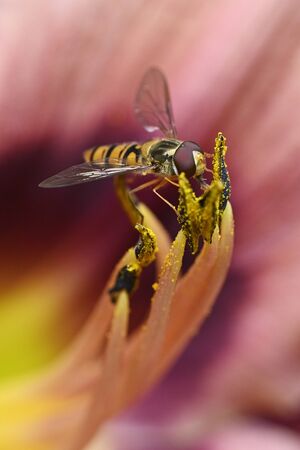 Daylily flower and Hoverfly outdoors in nature.