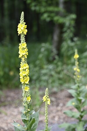 Yellow mullein flower on stem.の写真素材