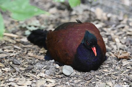Female bird sitting on ground colorful.の写真素材