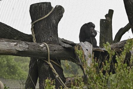 Adult Chimpanzee sitting on trunk outdoors in paddock.
