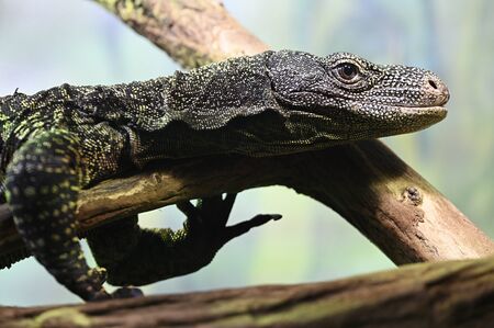 Monitor lizard.